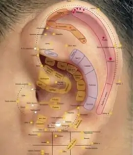 Auriculoterapia em Osasco